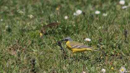 Sarı kuyruksallayan