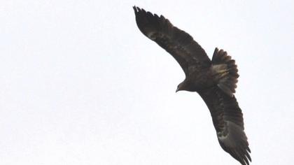 Küçük orman kartalı