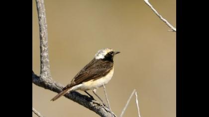 Kıbrıs kuyrukkakanı