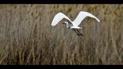 Büyük ak balıkçıl