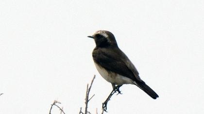 Kıbrıs kuyrukkakanı