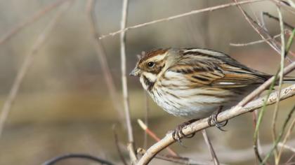 Bataklık Kirazkuşu
