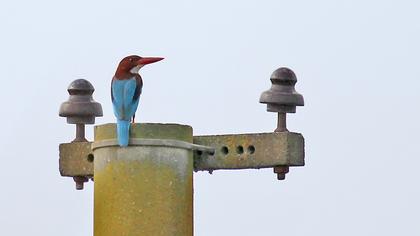 İzmir yalıçapkını