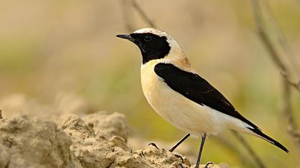 Karakulaklı kuyrukkakan