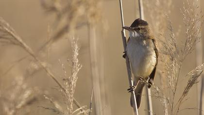 Büyük kamışçın