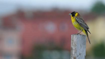 Karabaşlı kirazkuşu