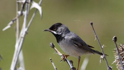 Karaboğazlı ötleğen