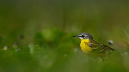 Sarı kuyruksallayan