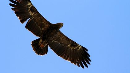 Küçük orman kartalı