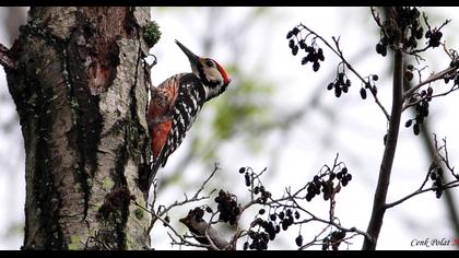 Aksırtlı ağaçkakan