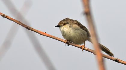 Dikkuyruklu ötleğen