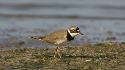 Halkalı küçük cılıbıt