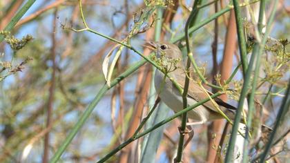 Akgerdanlı ötleğen