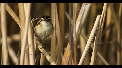 Kındıra kamışçını