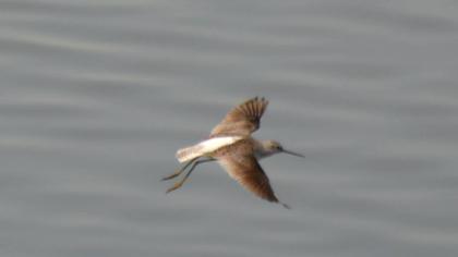 Bataklık düdükçünü