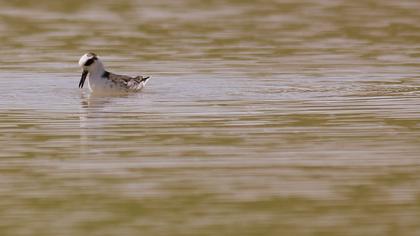 Kızıl denizdüdükçünü