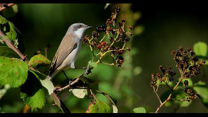 Küçük akgerdanlı ötleğen