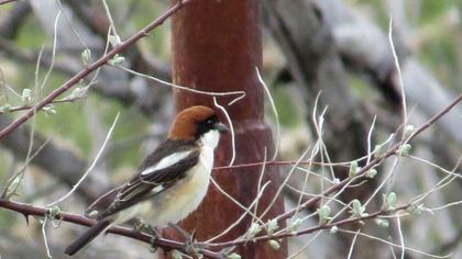 Kızılbaşlı örümcekkuşu