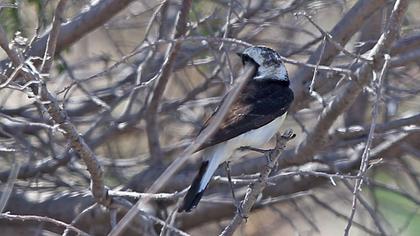 Kıbrıs kuyrukkakanı