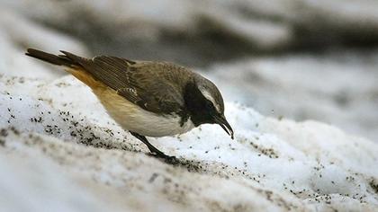 Kızılca kuyrukkakan