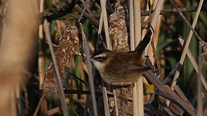 Bıyıklı kamışçın