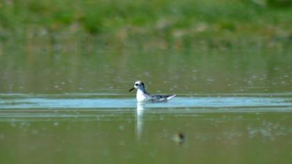 Kızıl denizdüdükçünü