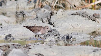 Sarıbacaklı kumkuşu