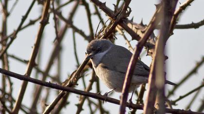 Küçük akgerdanlı ötleğen