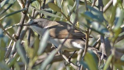 Lesser Whitethroat