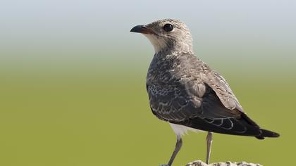 Bataklıkkırlangıcı