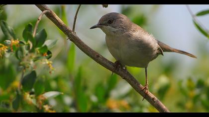 Bıyıklı ötleğen
