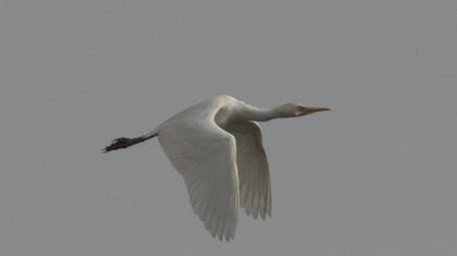 Sığır balıkçılı