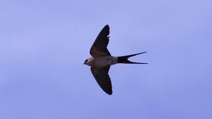 Kızıl kırlangıç