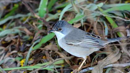 Karaboğazlı ötleğen