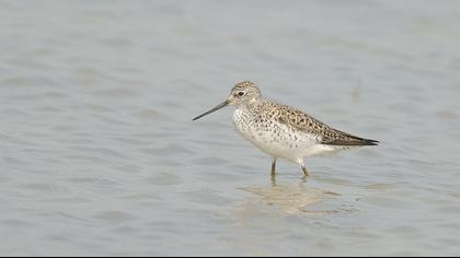 Bataklık düdükçünü