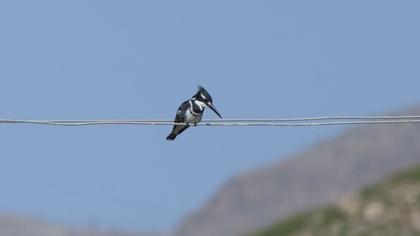 Alaca yalıçapkını