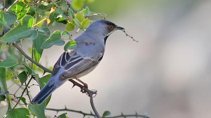 Karaboğazlı ötleğen
