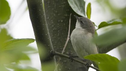 Küçük akgerdanlı ötleğen