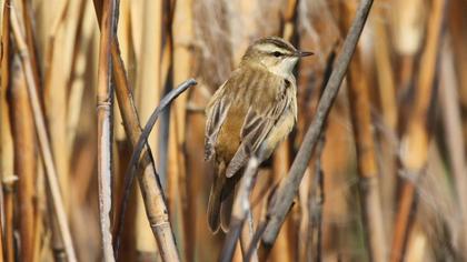 Kındıra kamışçını