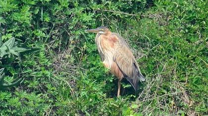 Erguvani balıkçıl