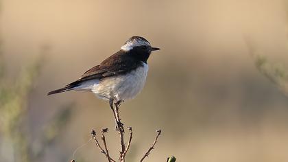 Kıbrıs kuyrukkakanı