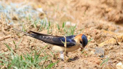 Kızıl kırlangıç