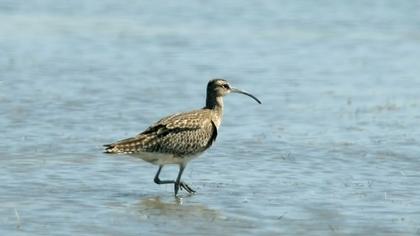 Sürmeli kervançulluğu