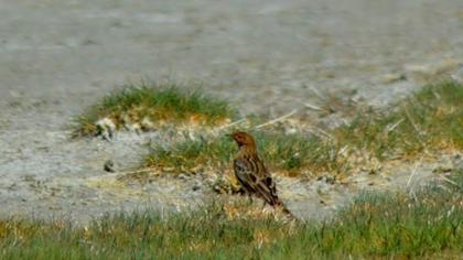 Kızılgerdanlı incirkuşu