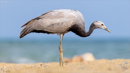 Demoiselle Crane