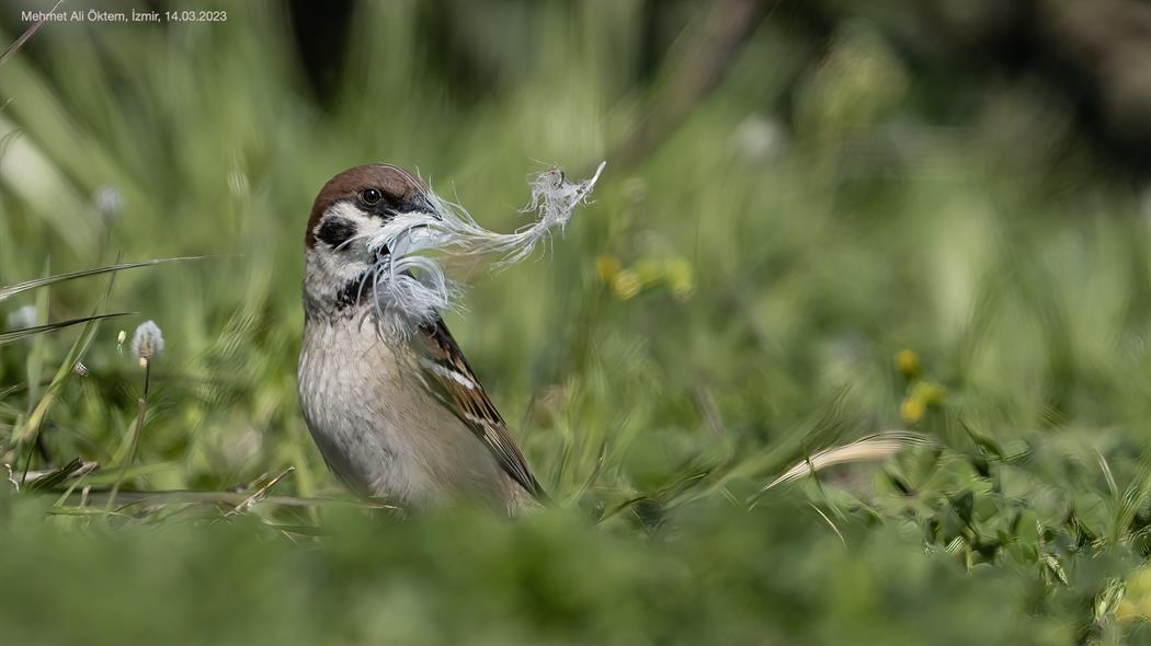 Eurasian Tree Sparrow