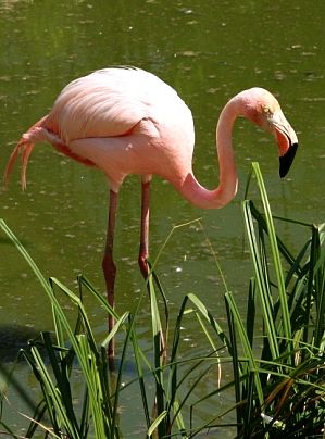 Flamingo