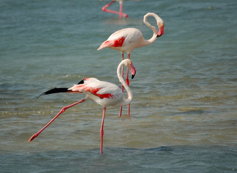 Flamingo