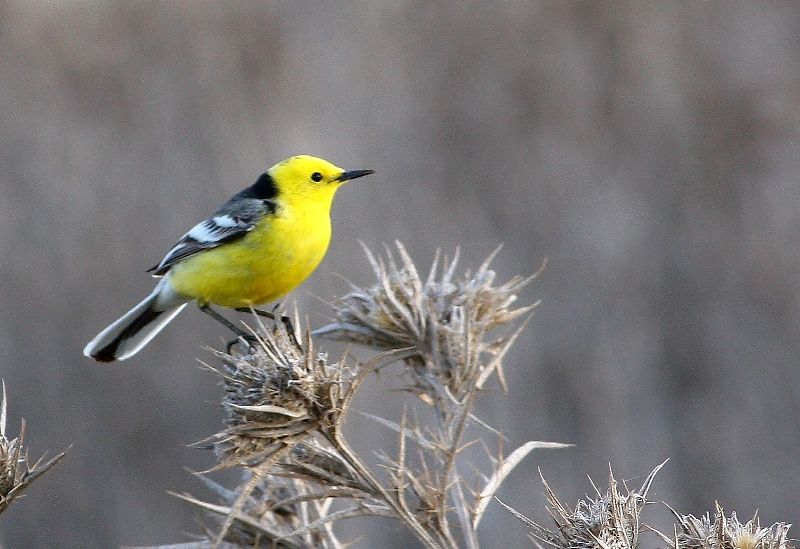 Sarıbaşlı kuyruksallayan