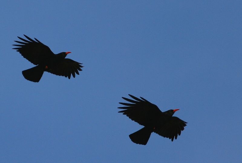 Kırmızıgagalı dağ kargası